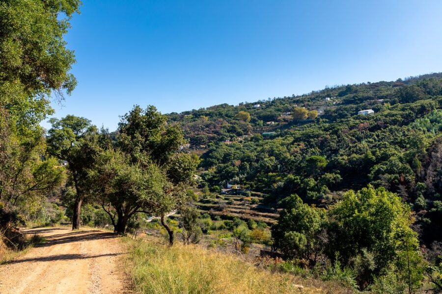 Algarve: Jeep Safari with Distillery Visit & Lunch - Cork trees, herbs, and the working countryside