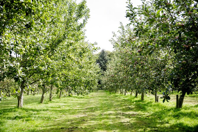 Classic Vineyard Distillery Tour and Tasting Experience in Jersey - Key points to know before you book