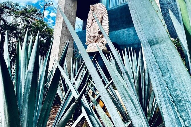 Cultural tour, city fields and distillery - Seeing Tequila beyond the tasting room