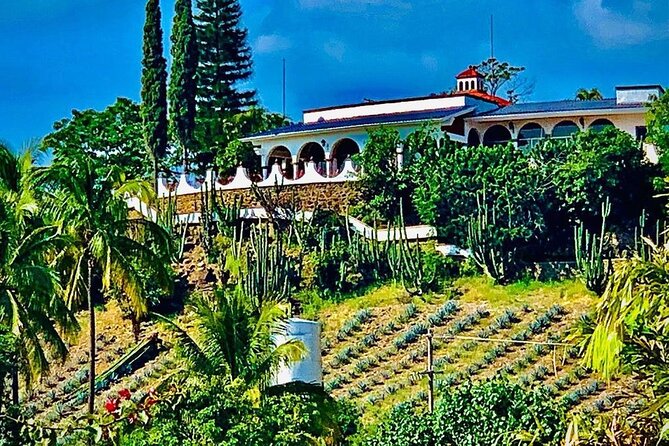 Cultural tour, city fields and distillery - Agave fields outside the town center