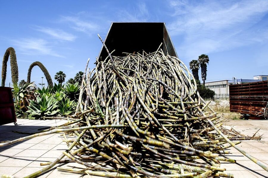 Distilleria Alma- Rum Distilery Guided Tour & Tasting - Fresh sugar-cane juice before the alcohol