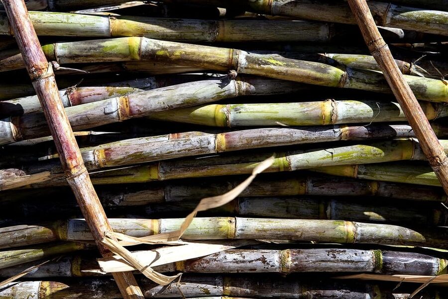 Distilleria Alma- Rum Distilery Guided Tour & Tasting - Who will enjoy this tour most?