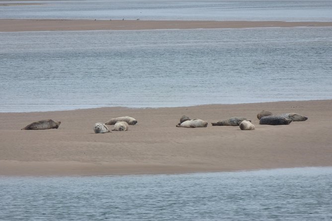 Dunrobin Castle and Glenmorangie Distillery - Local Private Tour - Loch Fleet wildlife in a short coastal pause