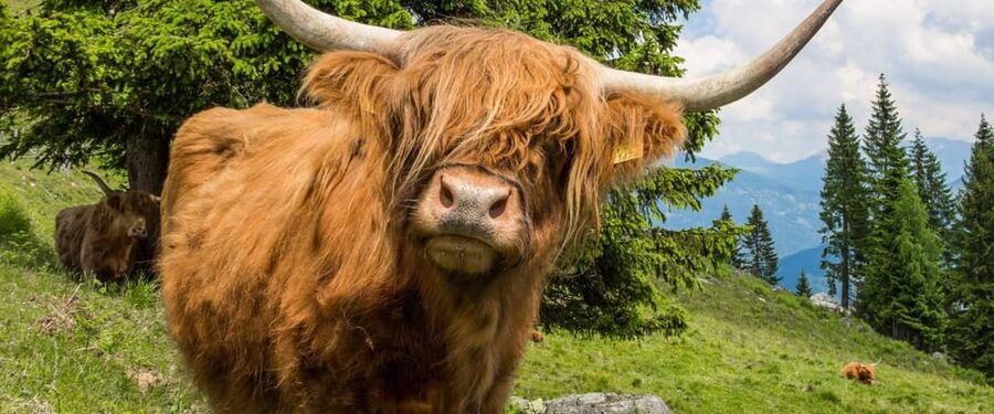 Edinburgh: Loch Ness, Scenic Walk, Glencoe & Whisky Day Tour - The whisky stop is a tasting, not a distillery tour
