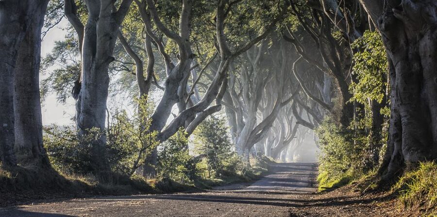 From Dublin: Giant's Causeway Tour and Whiskey Tasting - Who should book this day trip?
