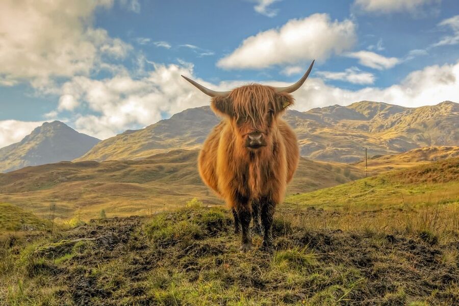 From Edinburgh: Stirling Castle, Loch Lomond & Whisky Tour - Key points to know before you book