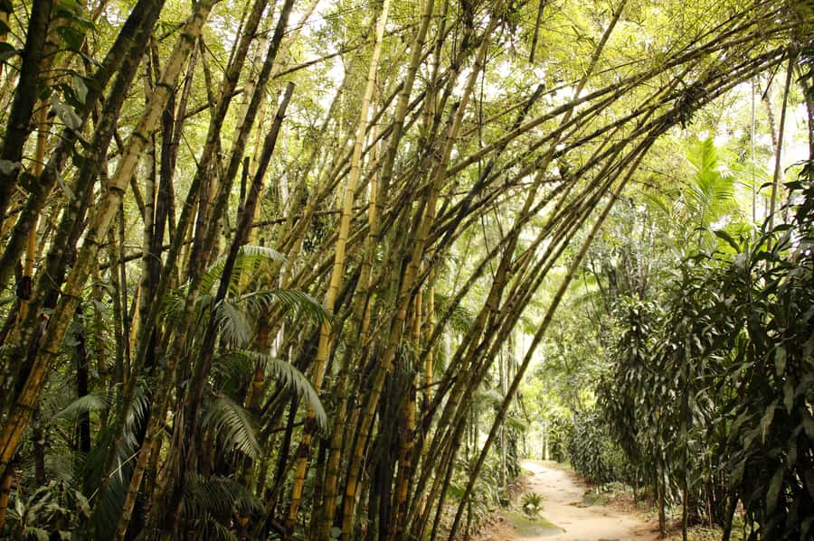 Full-Day Jungle Jeep Waterfall and Cachaça Distillery Tour - Tobogã and Poço do Tarzan: the wettest part of the day