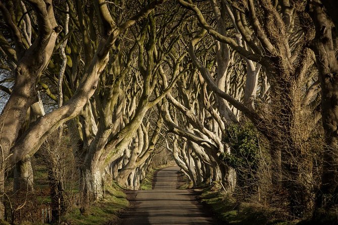 Giant's Causeway and Whisky Distillery tasting tour from Belfast - The Dark Hedges offers a short Game of Thrones stop