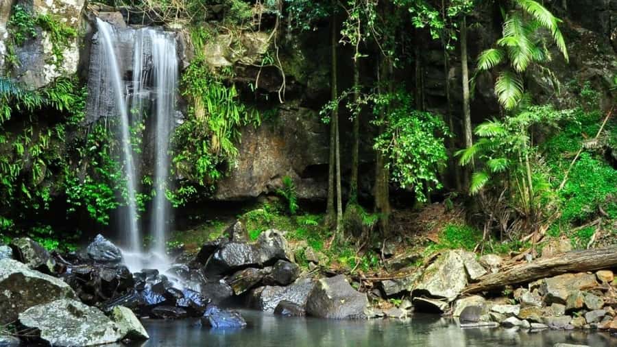 Gold Coast: Wine, Distillery & Rainforest Day Tour - From Surfers Paradise to Tamborine Mountain