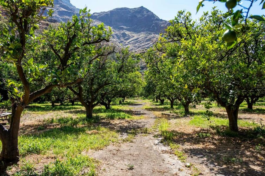 Gran Canaria: Food Tour with Distillery Visit & Lunch - A full day built around Gran Canaria’s pantry