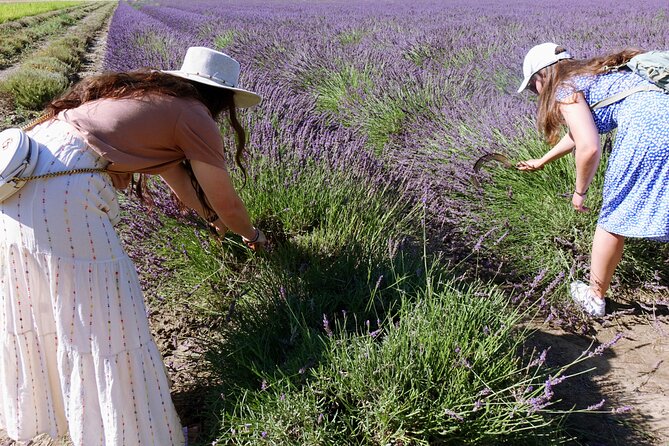 Guided tour Distillery of Lavender between Nîmes & Arles - Why the $9.65 price is good value