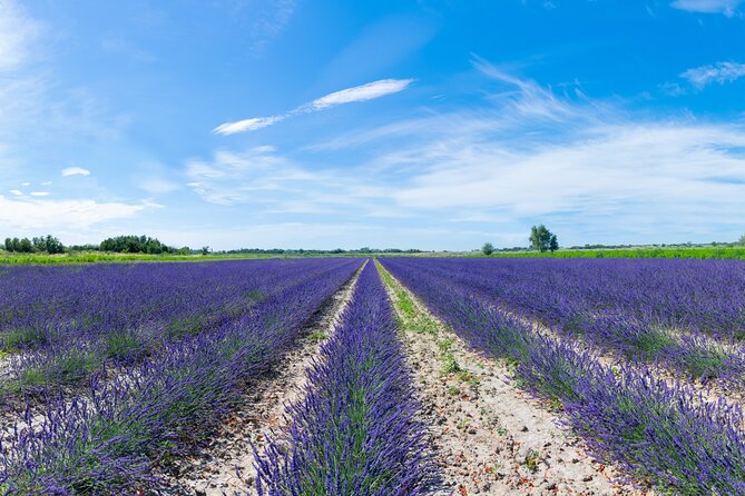 Guided tour Distillery of Lavender between Nîmes & Arles - Learning the tools from planting to harvest