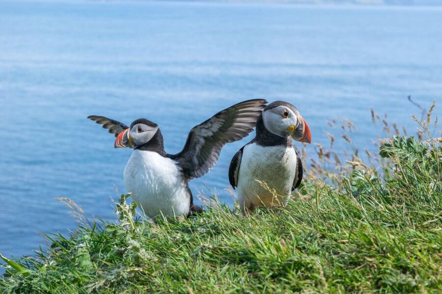 Inverness: Moray Coast, Wildlife and Speyside Whisky Tour - Why this Moray Coast day trip is worth your time