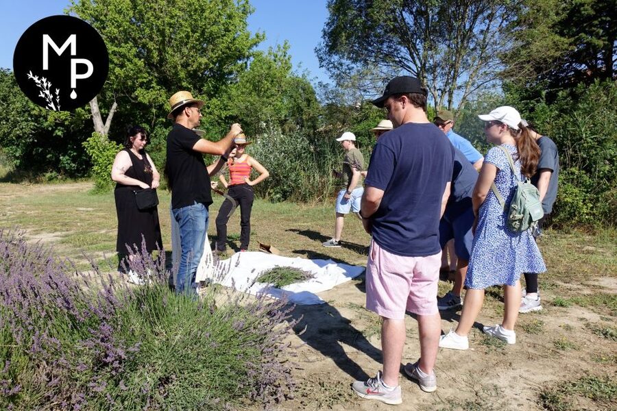 Lavender Field & Distillery Tour between Nimes & Arles - Key points at a glance