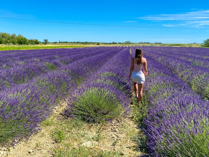 Lavender Field & Distillery Tour between Nimes & Arles - Why the $9 price works well