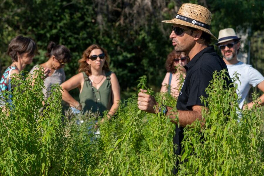 Lavender Field & Distillery Tour between Nimes & Arles - Picking a time and getting there