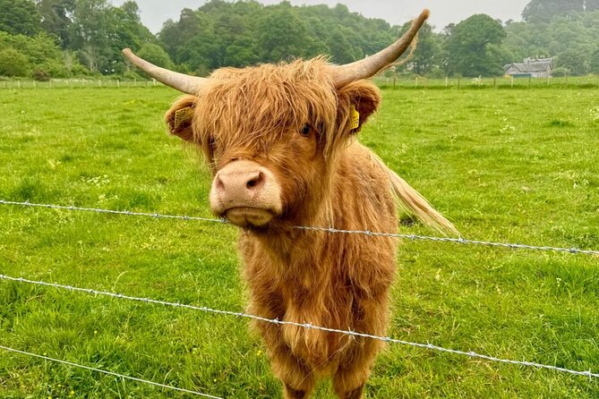 Loch Ness, Culloden, Clava and whisky/gin tour from Inverness. - A compact Highland day from Inverness