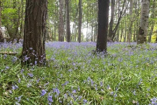 Loch Ness, Culloden, Clava and whisky/gin tour from Inverness. - Culloden Battlefield deserves your full attention