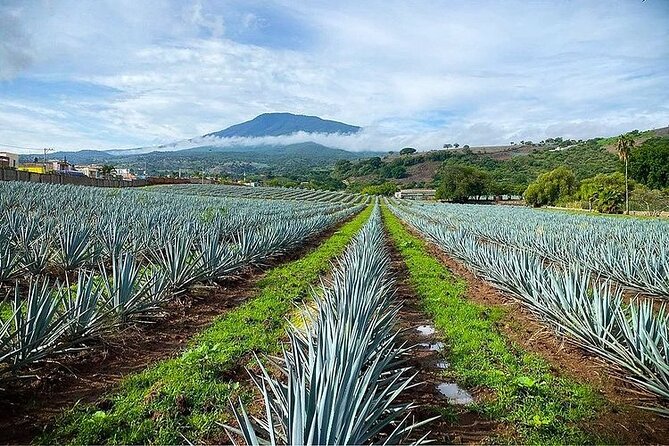 Private Tour one day in Guachimontones and La Fortaleza Distillery - What private transportation changes