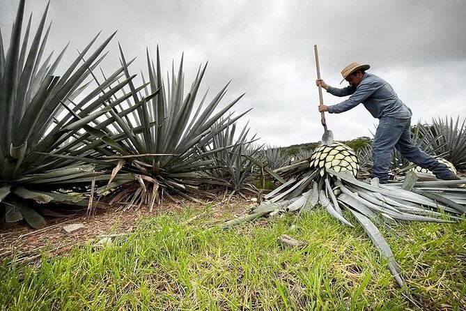 Private Tour one day in Guachimontones and La Fortaleza Distillery - Is $211.70 per person good value?