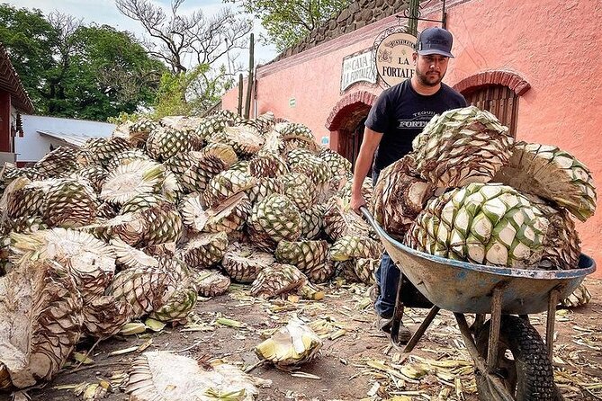 Private Tour one day in Guachimontones and La Fortaleza Distillery - Who should book this experience?