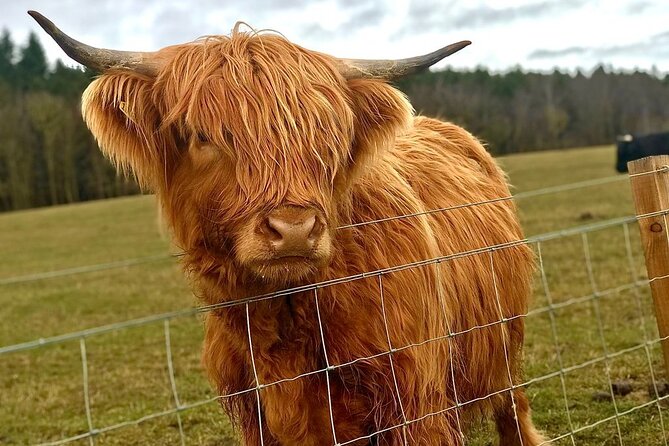 Scone Palace, Nature, Pitlochry, Whisky Experience from Edinburgh - Highland cows bring a lighter moment