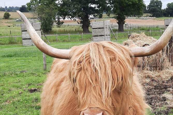 Scottish Whisky Distillery & Fairytale Dunrobin Castle - Struie Hill and the Dornoch Firth