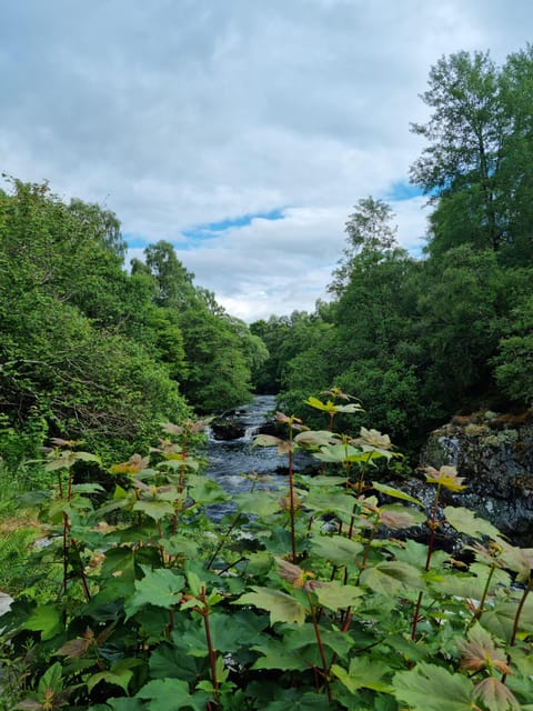 Shore excursion from Invergordon - Castles, Scenery & Whisky - Choosing between Glenmorangie and Balblair