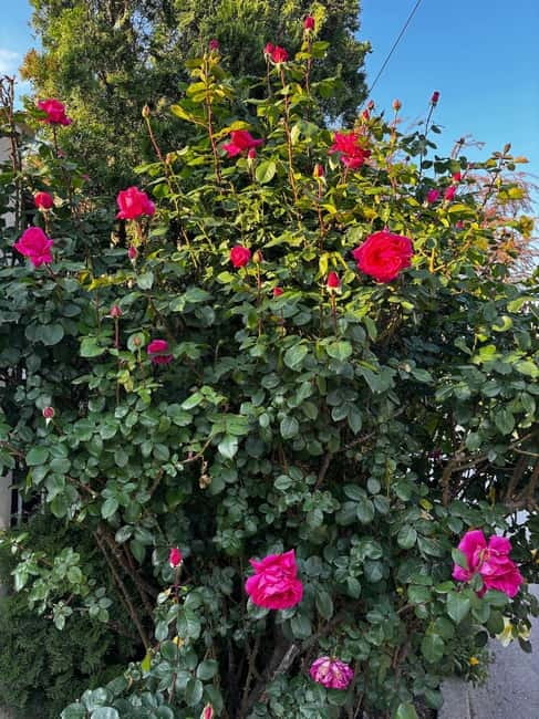 Sofia – Kazanluk Rose Valley & Oil Distillery Tour - Why the Rose Valley makes a worthwhile day from Sofia