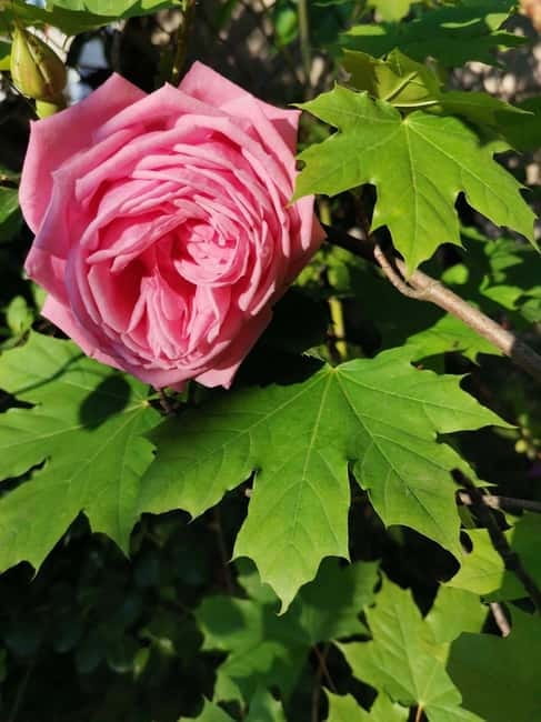 Sofia – Kazanluk Rose Valley & Oil Distillery Tour - Damascena: seeing rose oil beyond the souvenir shelf
