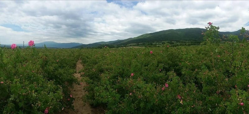 Sofia – Kazanluk Rose Valley & Oil Distillery Tour - Extra stops and the value of a flexible guide