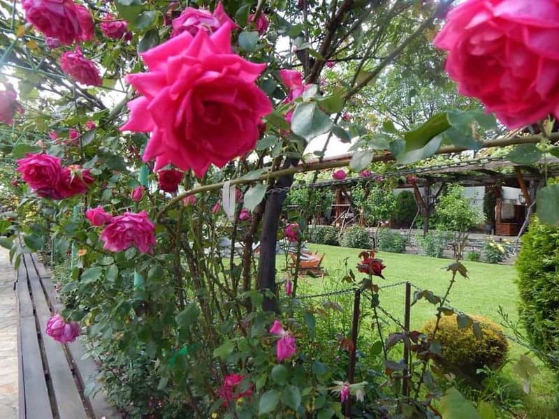 Sofia – Kazanluk Rose Valley & Oil Distillery Tour - Should you book the Rose Valley tour?