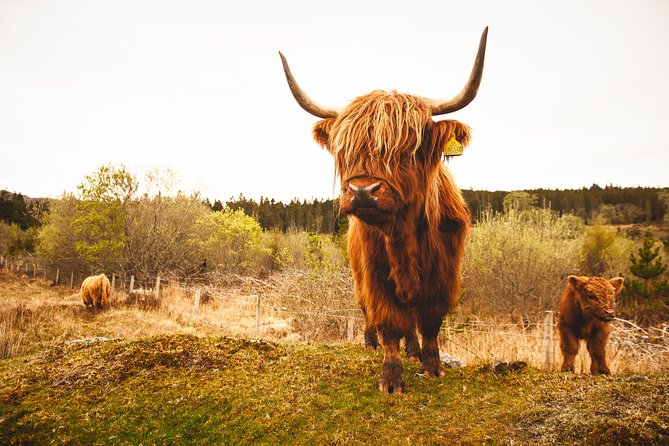 Speyside Whisky Day Tour from Inverness Including Admissions - Is the tour good value?