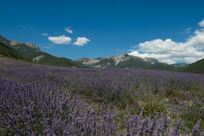 Tour Guide of an Essential Oil Distillery in the Drôme - A shop with more than lavender soap