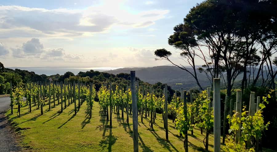 Waiheke: Scenic Taste and Graze Tour with Wine, Whisky, Beer - The island drive through Oneroa and Onetangi