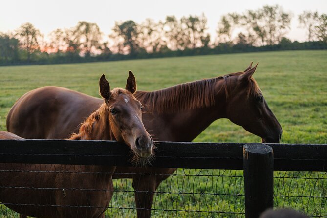 Woodford Reserve, Kismet Thoroughbred Farm & Whiskey Thief - Kismet Thoroughbred Farm: the most personal stop